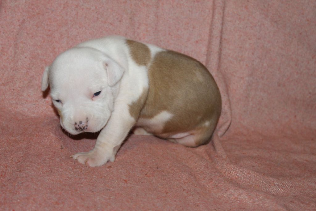 Du Mas D'Elna - American Staffordshire Terrier - Portée née le 16/06/2022