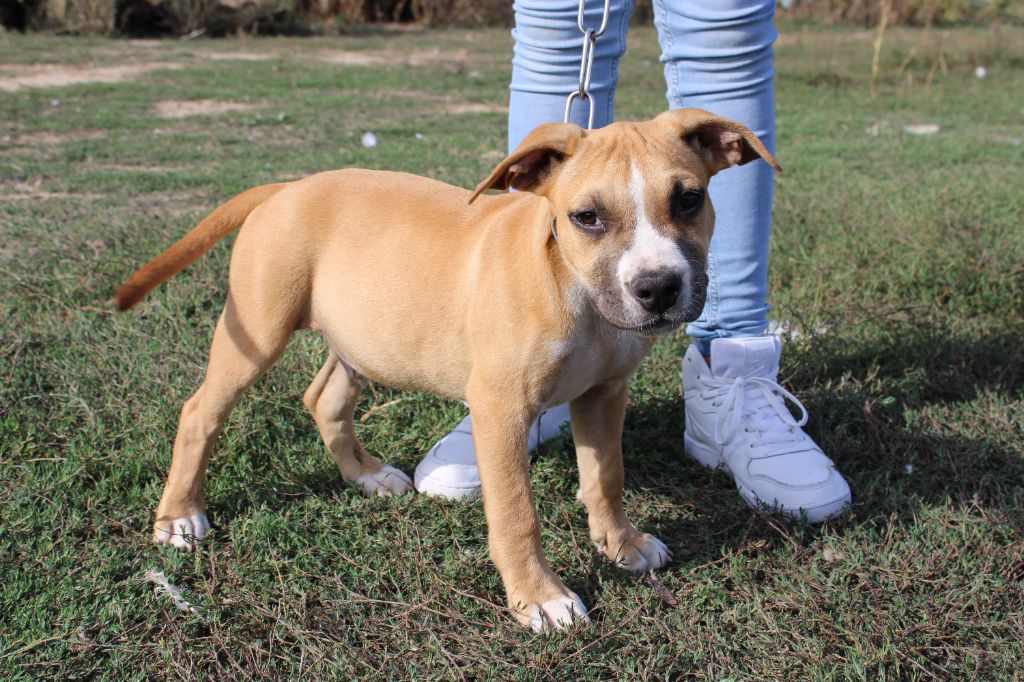 Du Mas D'Elna - American Staffordshire Terrier - Portée née le 22/05/2023