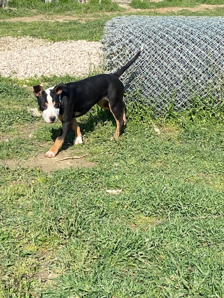 Du Mas D'Elna - American Staffordshire Terrier - Portée née le 13/10/2021