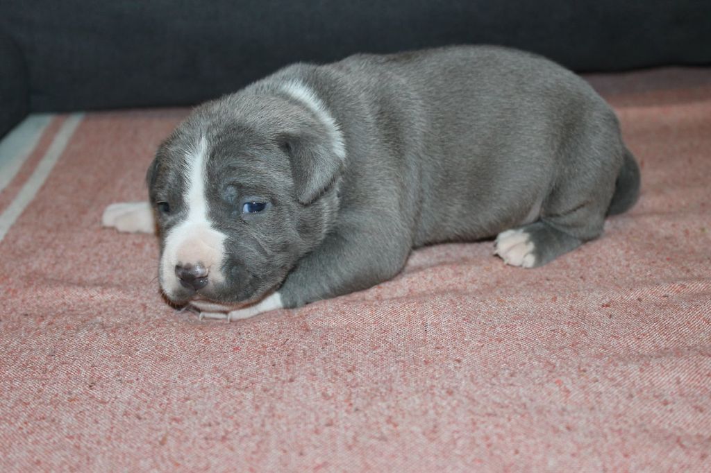 Du Mas D'Elna - American Staffordshire Terrier - Portée née le 24/07/2021