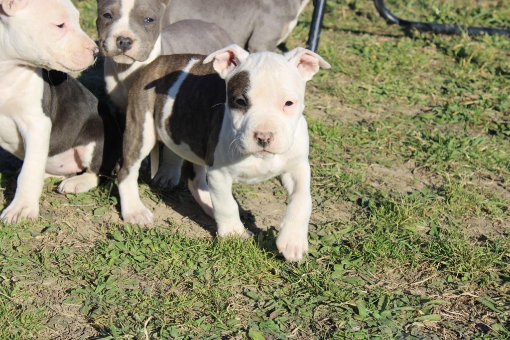 Du Mas D'Elna - American Staffordshire Terrier - Portée née le 17/12/2022