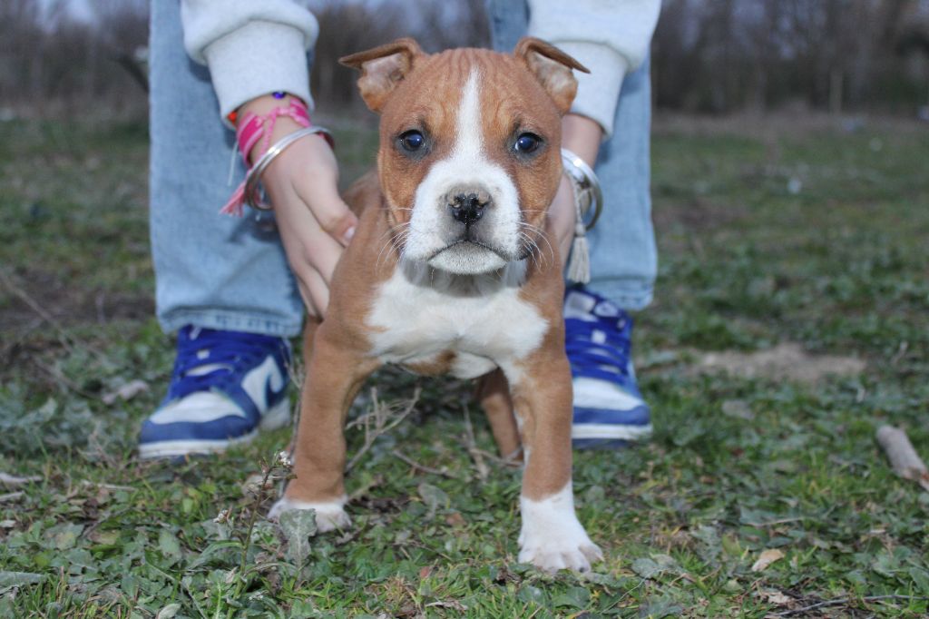 Du Mas D'Elna - Chiots disponibles - American Staffordshire Terrier