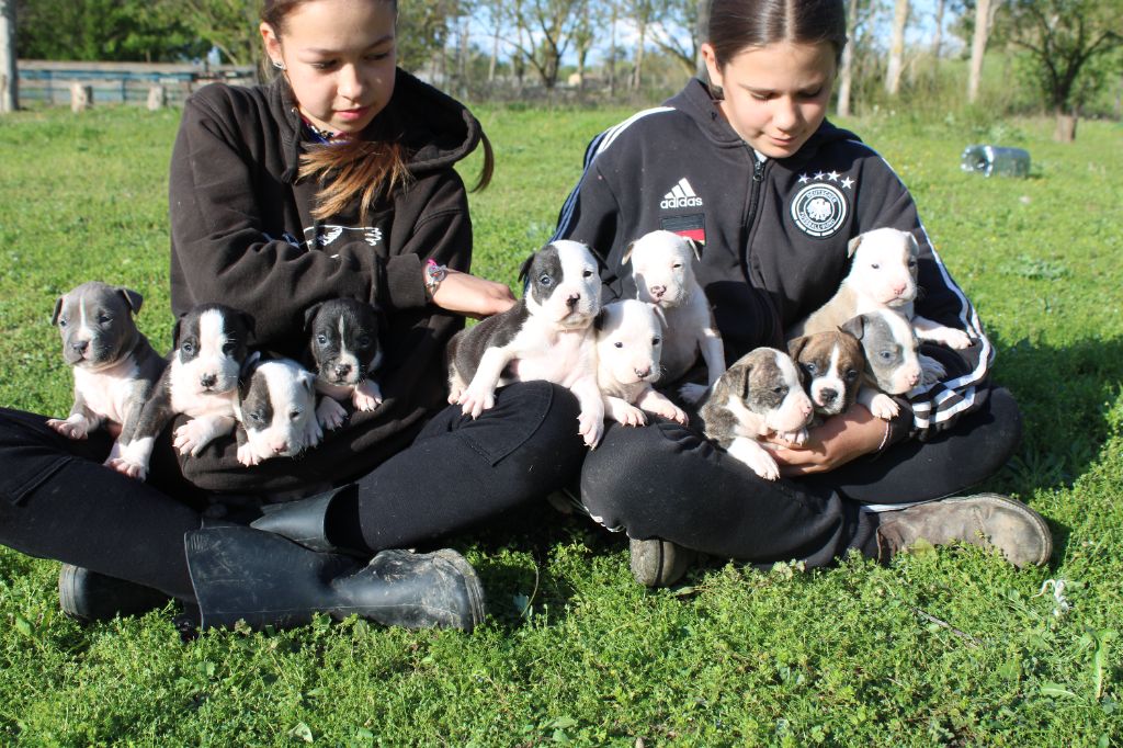 Du Mas D'Elna - American Staffordshire Terrier - Portée née le 29/02/2024