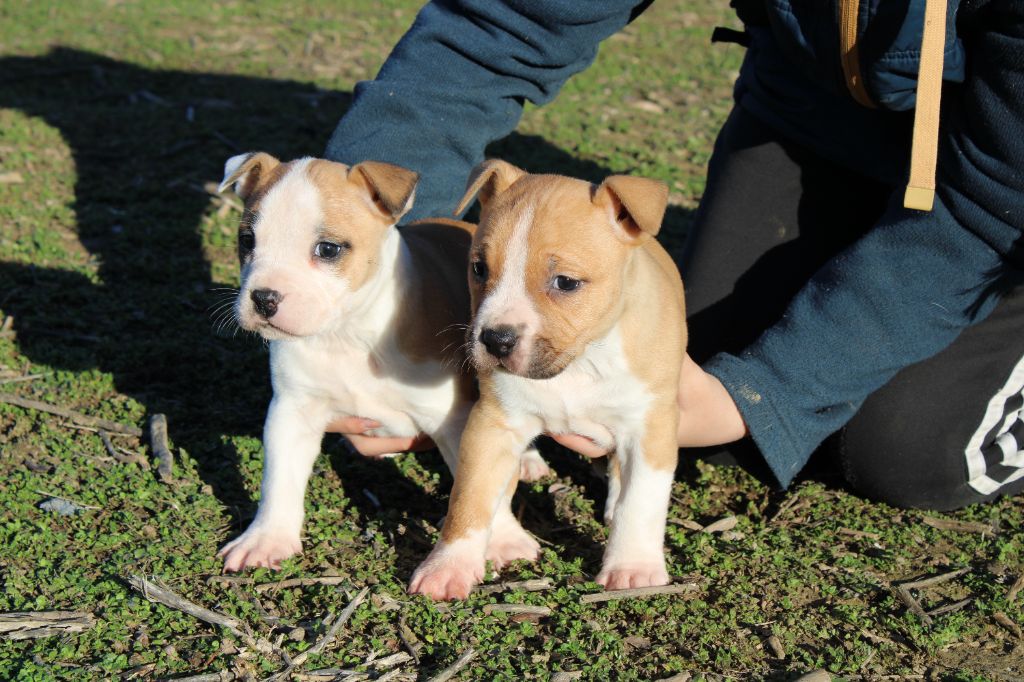 Du Mas D'Elna - American Staffordshire Terrier - Portée née le 10/12/2023