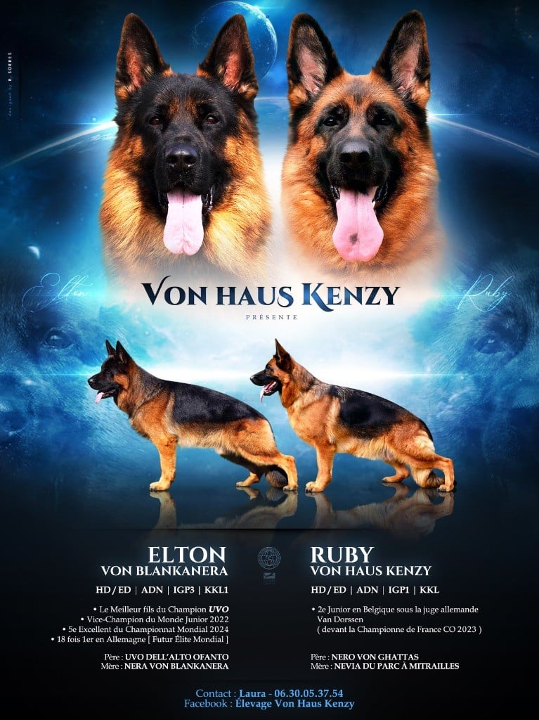 Von Haus Kenzy - Chiots disponibles - Berger Allemand