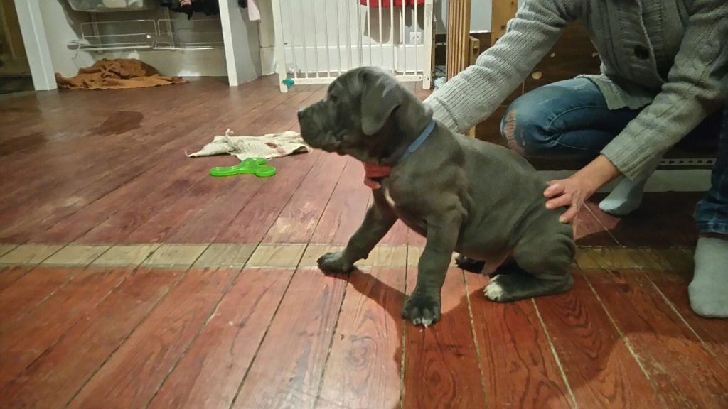 des Gardiens Du Morvan - Cane Corso - Portée née le 24/12/2017