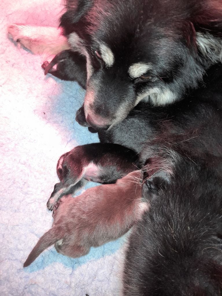 Les bébés de tiisha et seiko sont là !