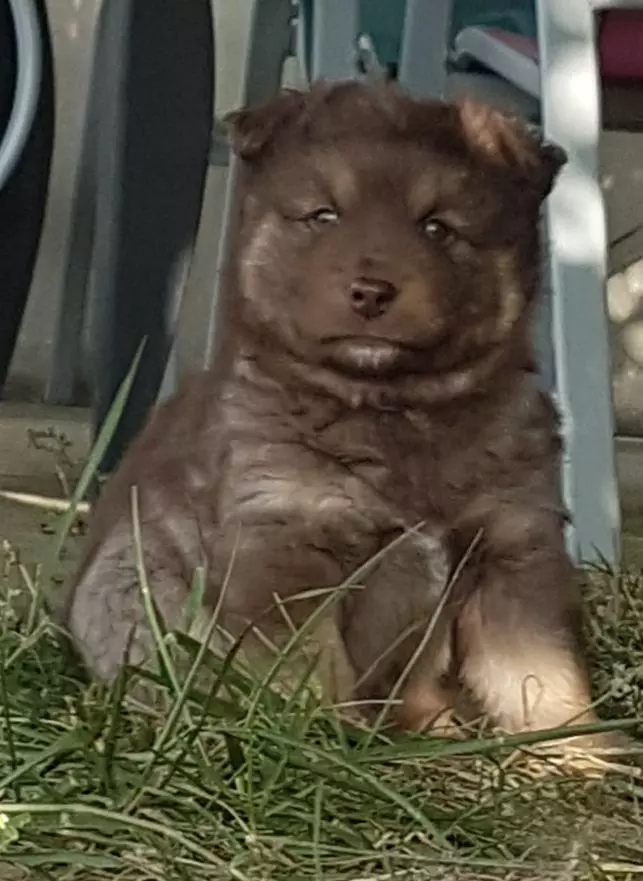 Tolosa Maakunta - Chien finnois de Laponie - Portée née le 12/09/2021