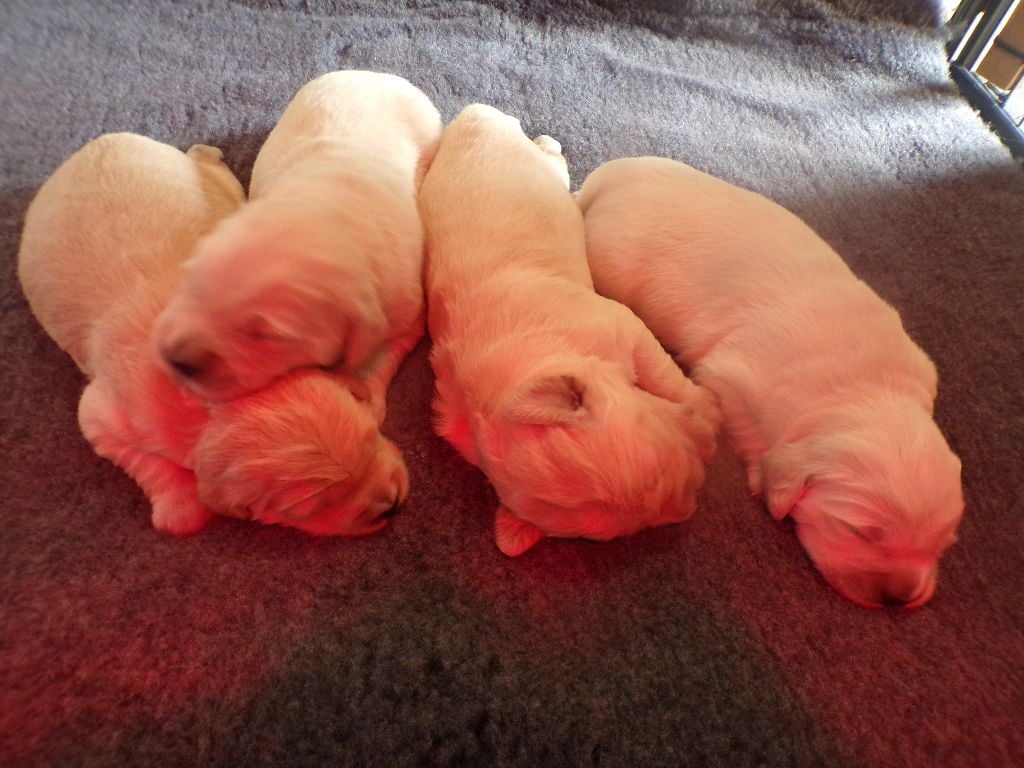 Chiot Golden Retriever de La Vallee Des Monts Du Matin