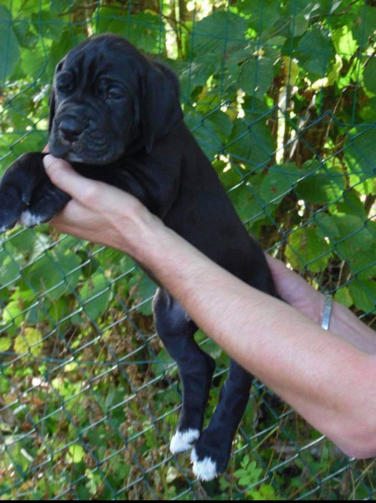 BEBES DOGUE ALLEMAND A RESERVER