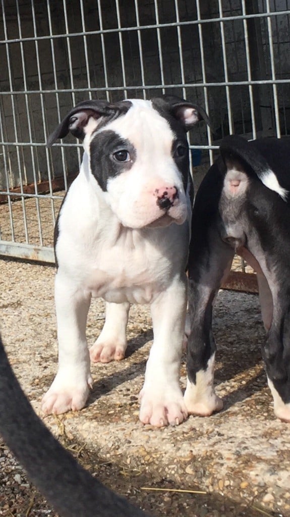 Poypoy Speed Perfect - Chiots disponibles - American Staffordshire Terrier