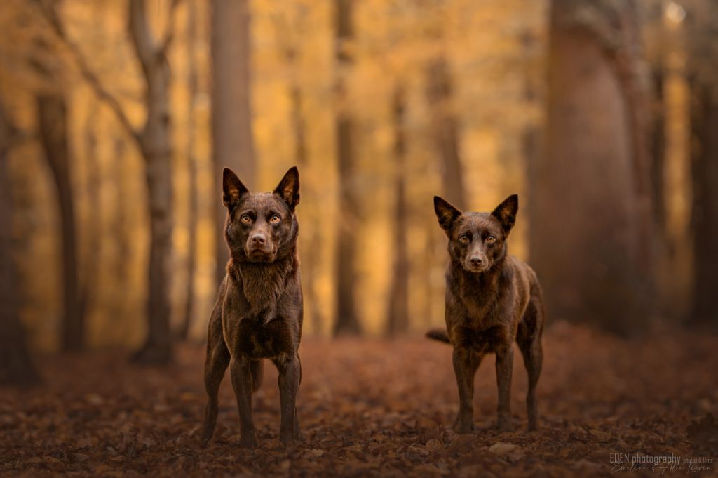 Dark Phoenix - European Dog Show