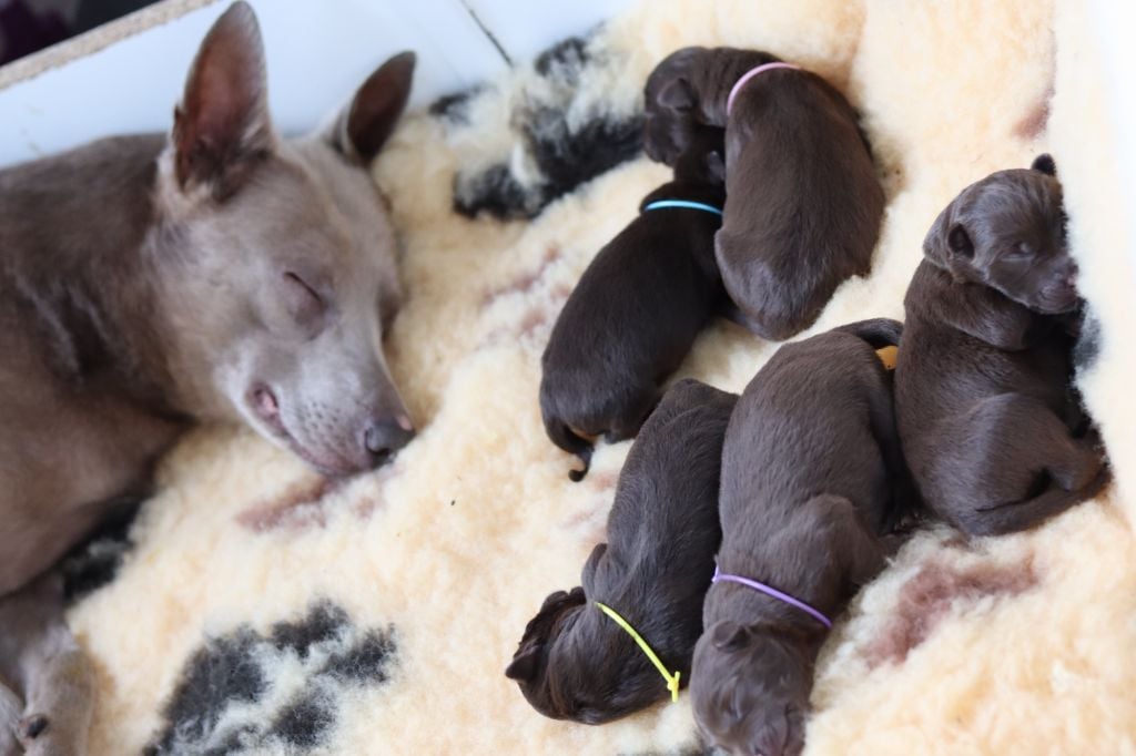 Chiot Australian Kelpie Dark Phoenix