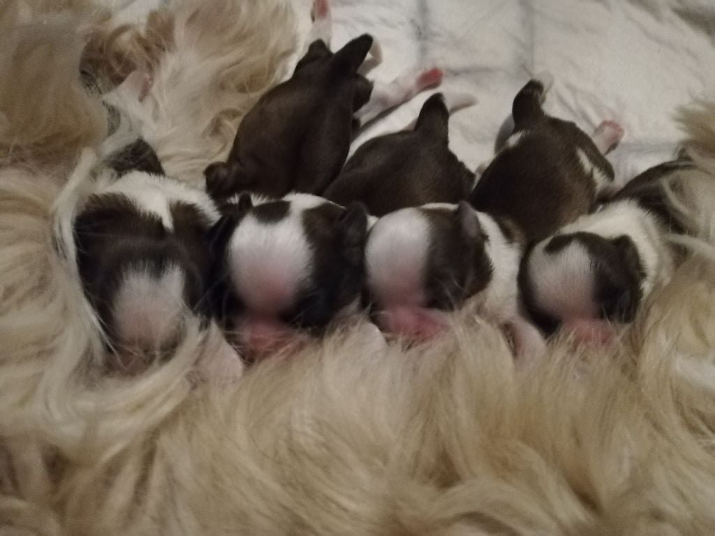 6 magnifiques chiots shih tzu lof nés le 1er décembre 2020 