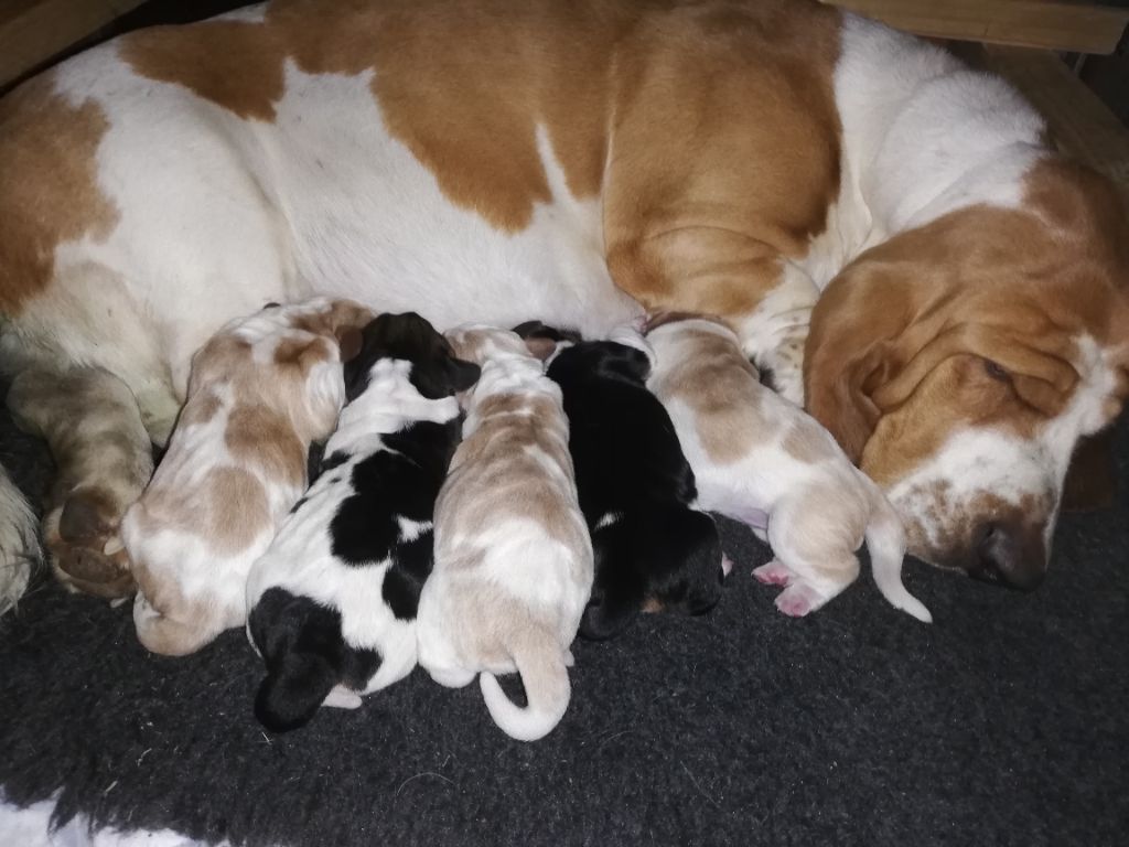 Chiot Basset Hound Sham's Edin