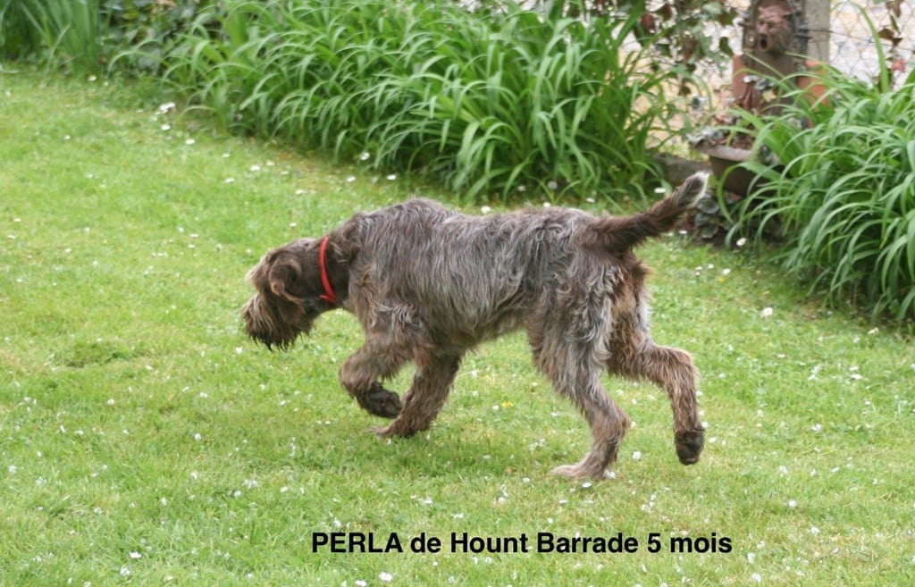 de la Hount Barrade - PERLA de la Hount Barrade