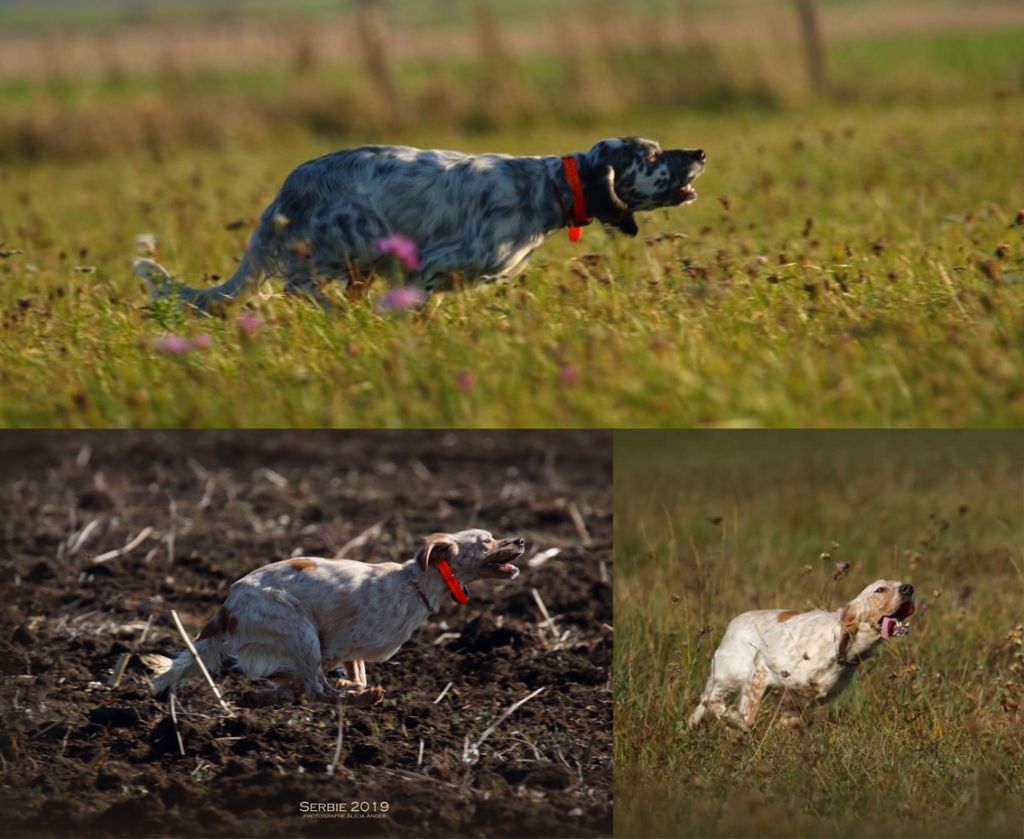 Des Belles De Beaulieu - Gestation confirmée