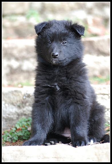 du Prat des Loups - A RÉSERVER CHIOTS GROENENDAEL