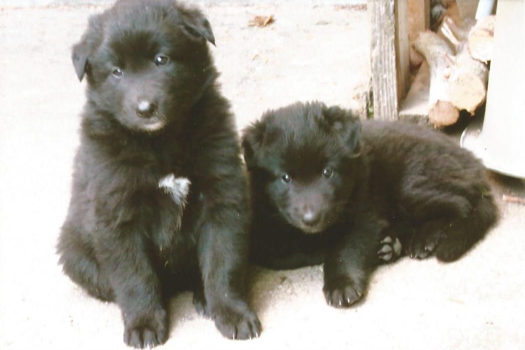 Chiot Berger Belge du Prat des Loups