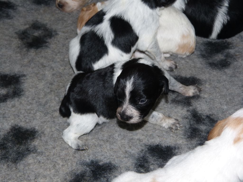 De La Chapelle D'Enjy - Chiots disponibles - Epagneul Breton