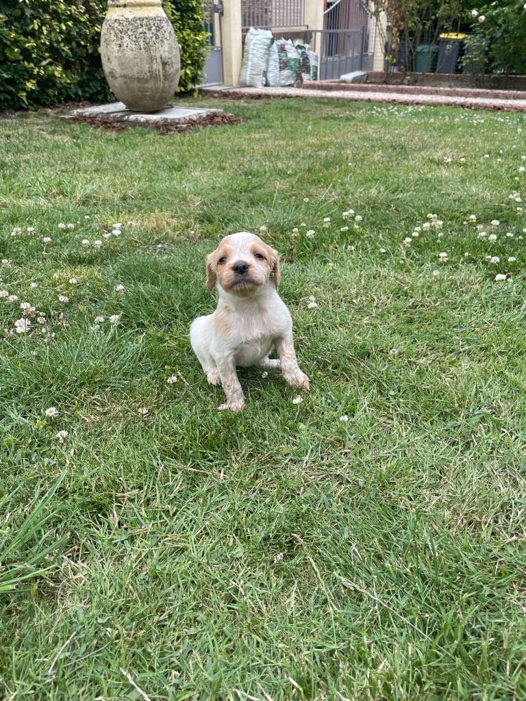 De La Chapelle D'Enjy - Chiots disponibles - Epagneul Breton