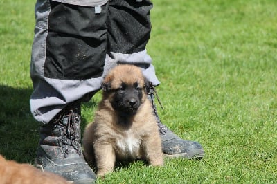 CHIOT collier bleu