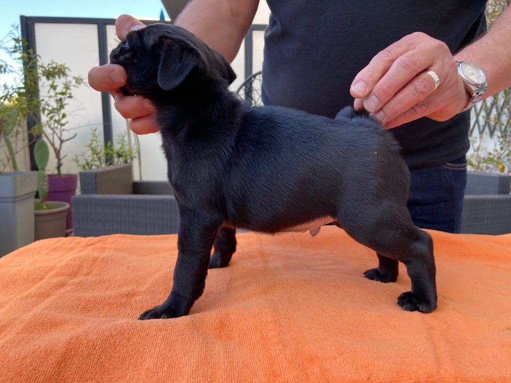 Du Hameau Des Frênes - Chiots disponibles - Carlin