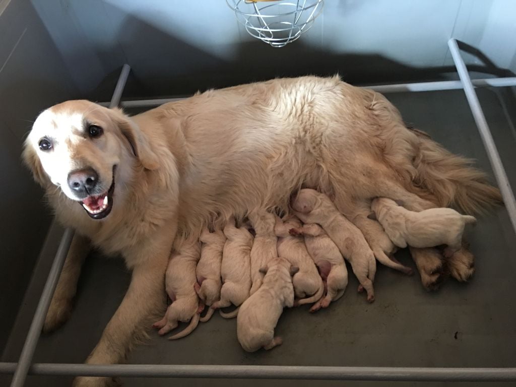 Chiot Golden Retriever Des Perles De L'estran