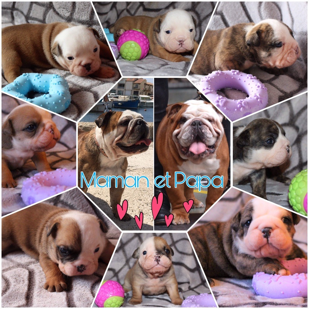 d'Izzie Bull's - Bulldog Anglais - Portée née le 01/01/2019