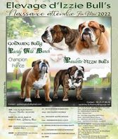 Chiot Bulldog Anglais d'Izzie Bull's