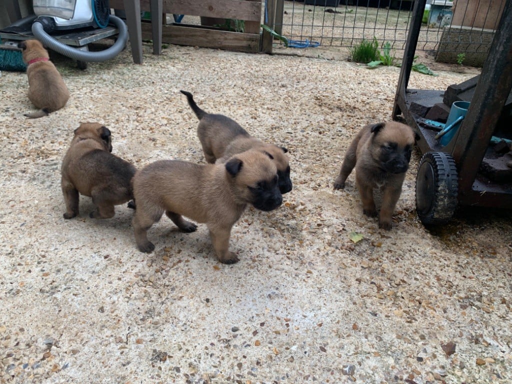 Chiot Berger Belge des Bergers d'Almatlo