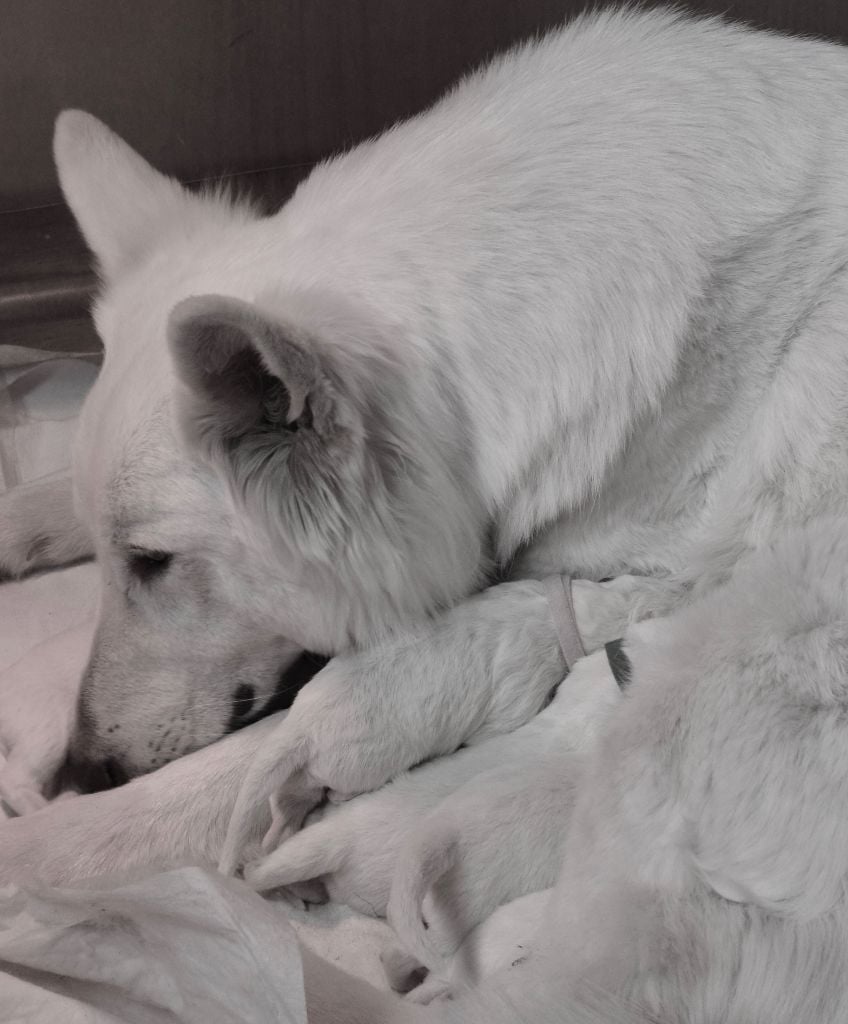 D'itapoa - Berger Blanc Suisse - Portée née le 26/03/2019