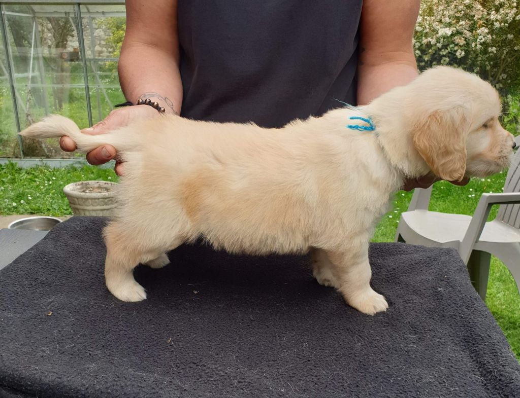 Des Merveilles De La Tribu - Chiots disponibles - Golden Retriever