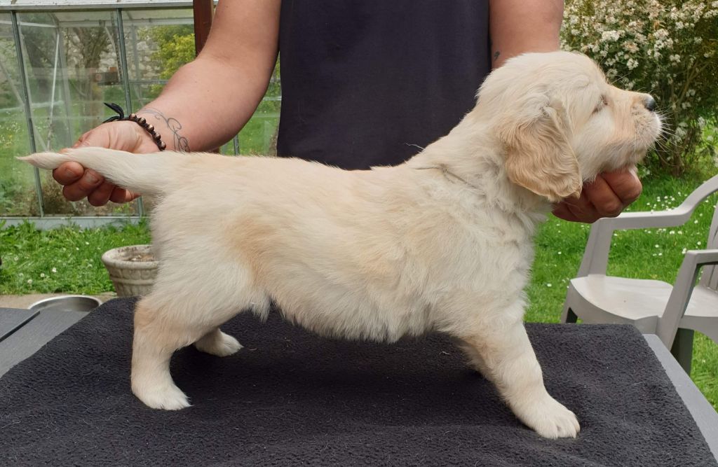 Des Merveilles De La Tribu - Chiots disponibles - Golden Retriever