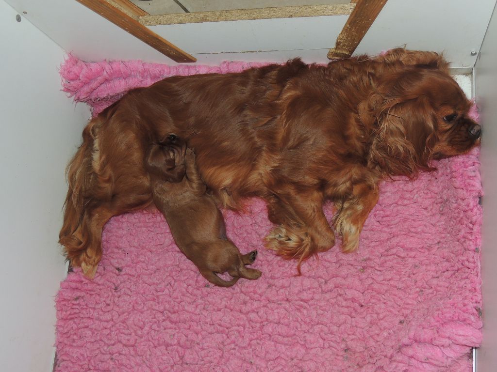 Chiot Cavalier King Charles Spaniel Du Jardin D'Holly