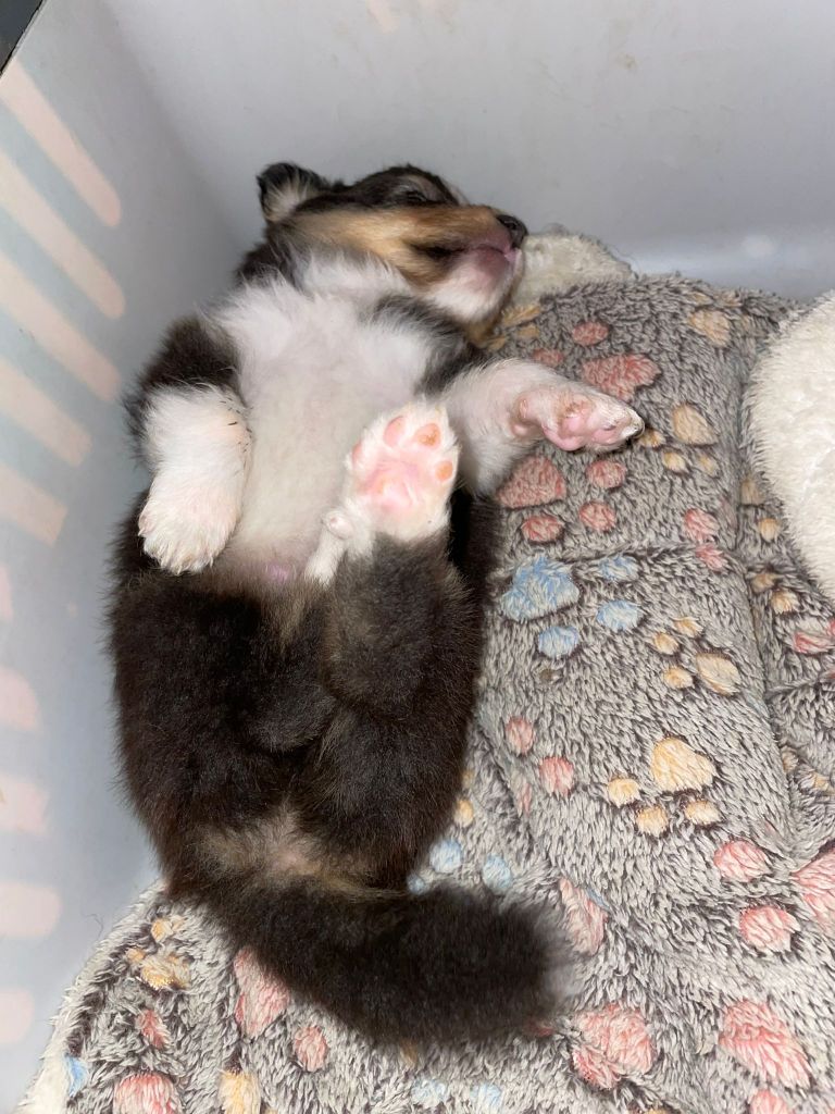 Chiot Shetland Sheepdog Du Petit Berger Sympa