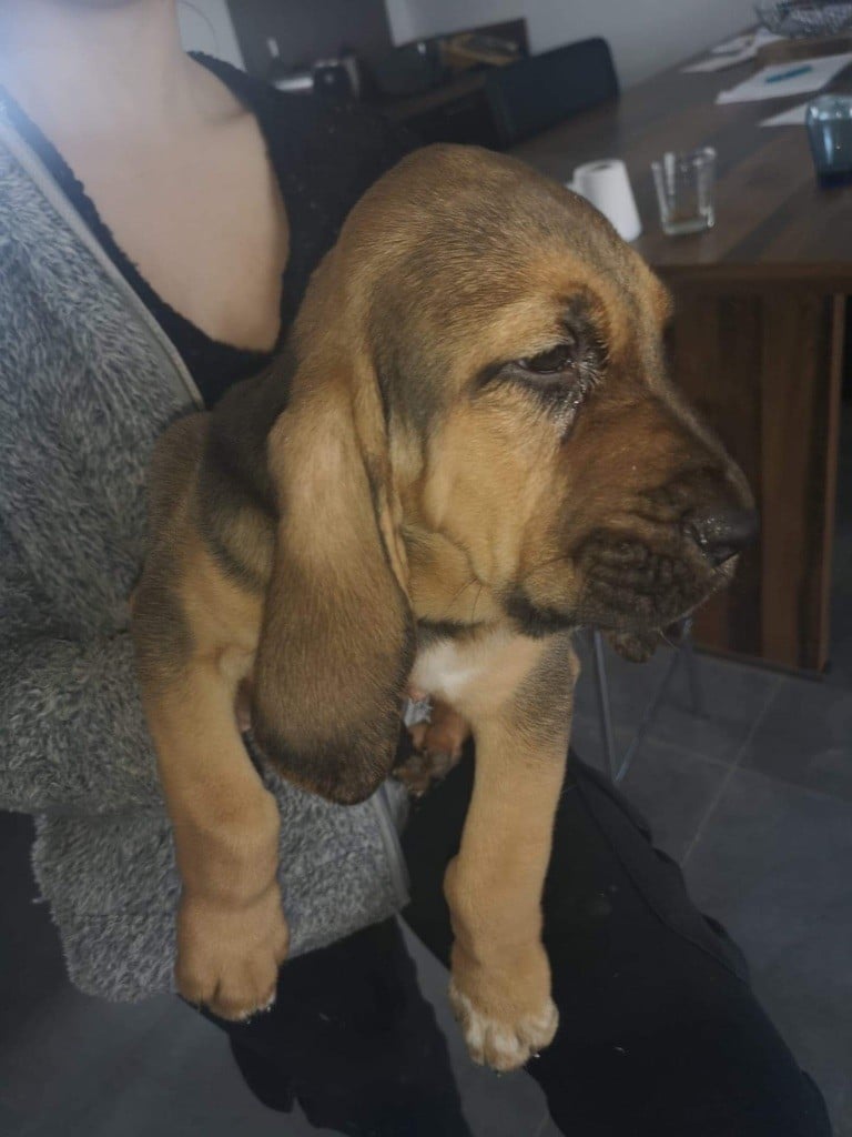 du Chateau d'Artagnan - Chiots disponibles - Chien de Saint-Hubert