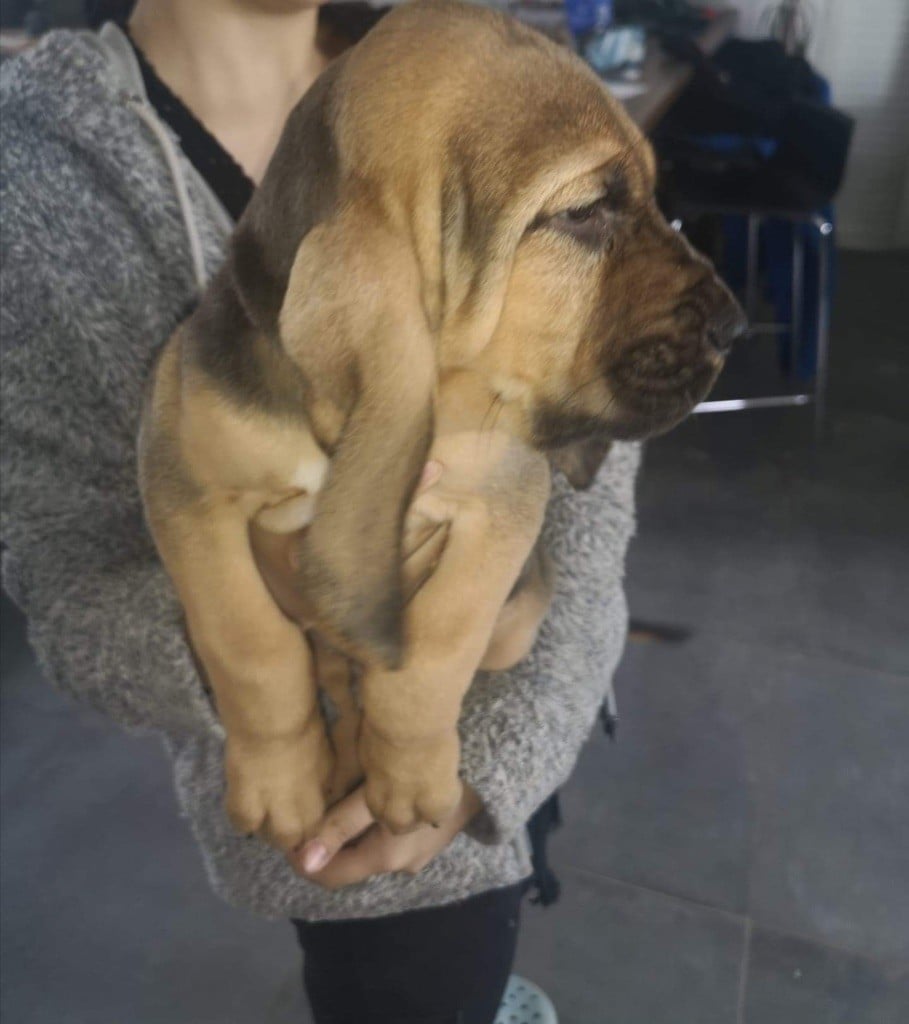 du Chateau d'Artagnan - Chiots disponibles - Chien de Saint-Hubert