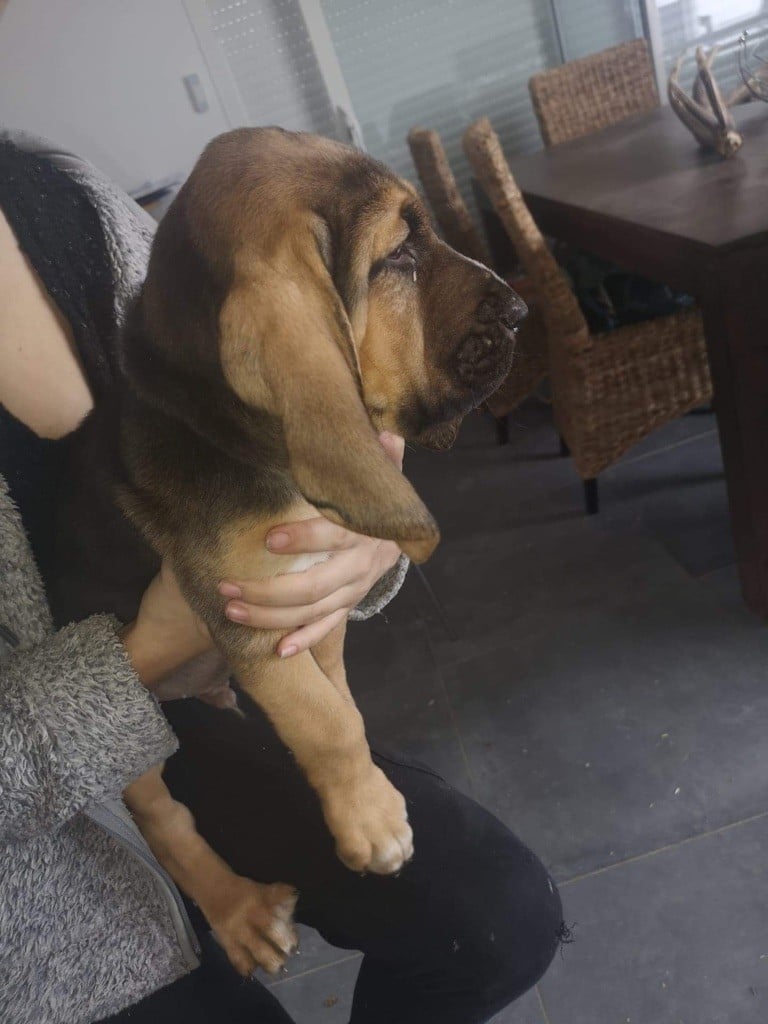 du Chateau d'Artagnan - Chiots disponibles - Chien de Saint-Hubert