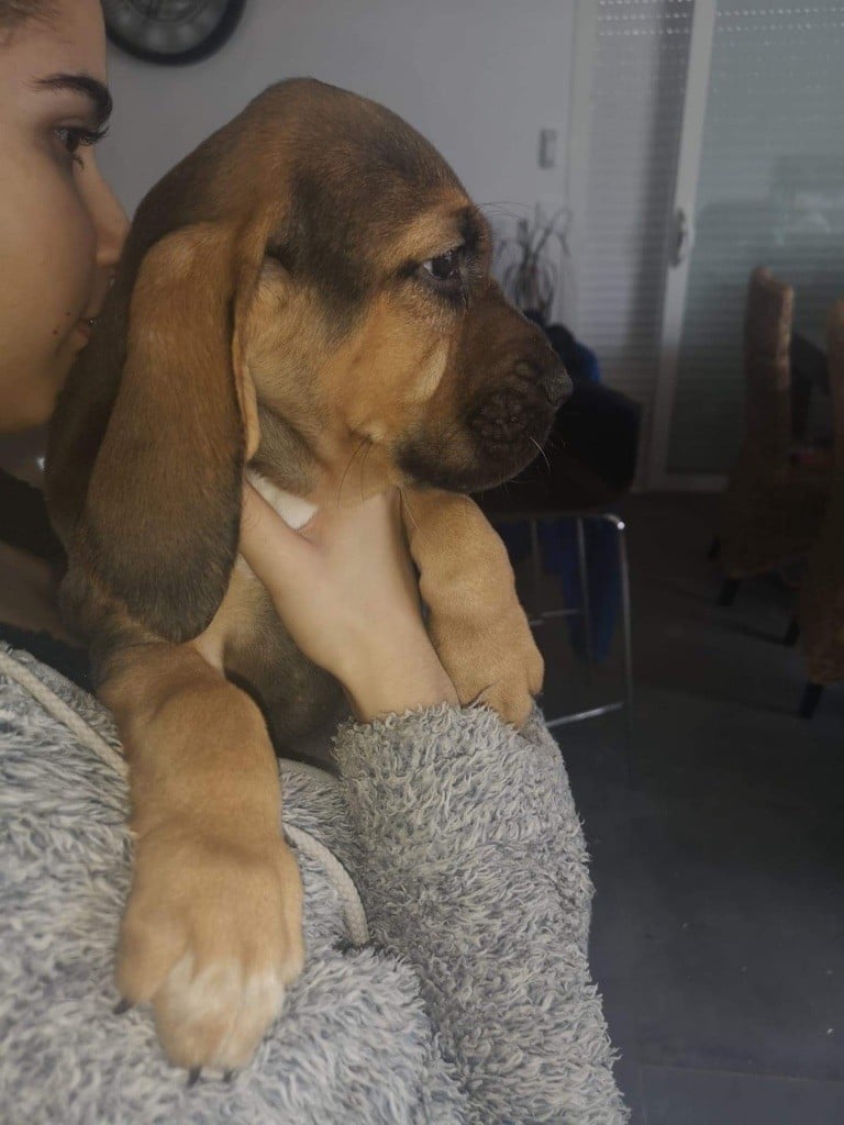 du Chateau d'Artagnan - Chiots disponibles - Chien de Saint-Hubert