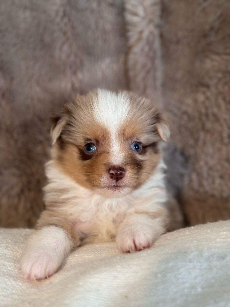 Lovely And Liberty Cottage - CHIOTS DISPONIBLES