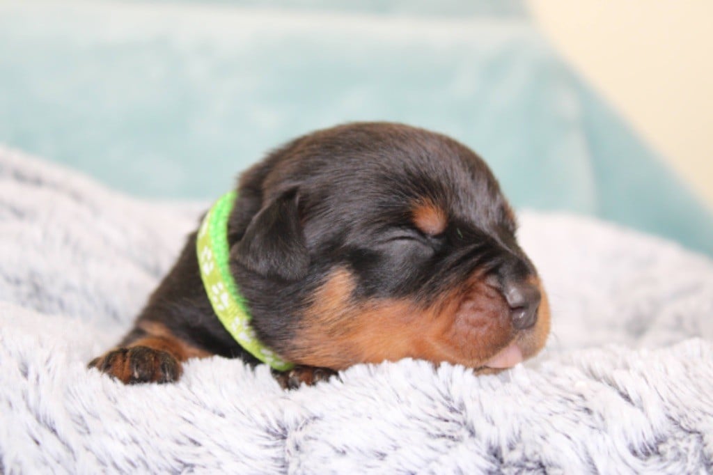 Des Guerriers De Narbonne - Chiots disponibles - Rottweiler