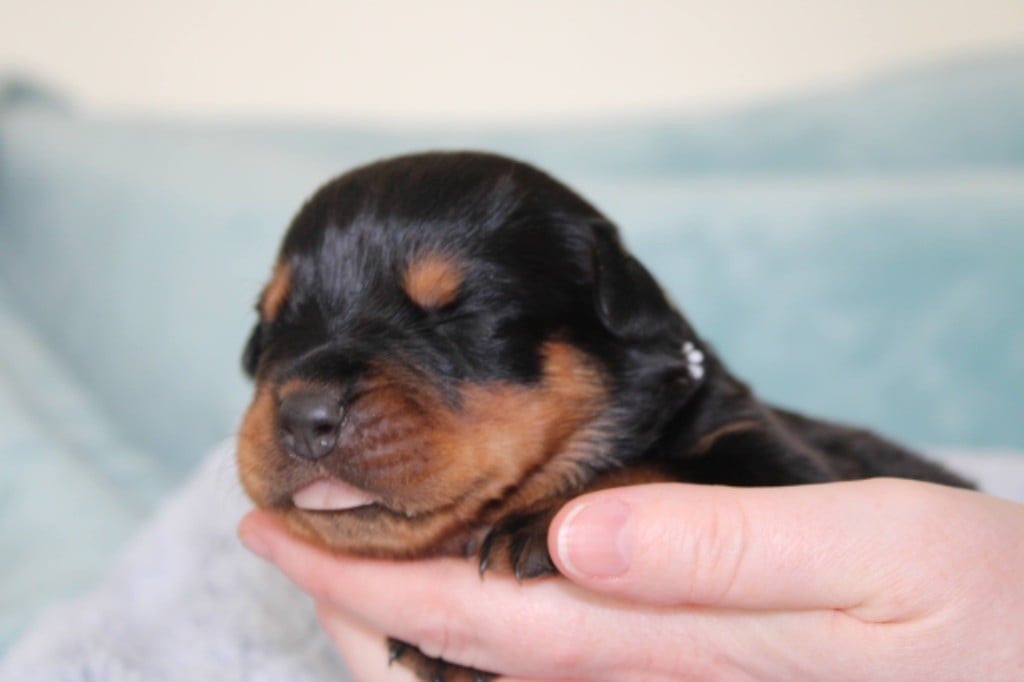 Des Guerriers De Narbonne - Chiots disponibles - Rottweiler