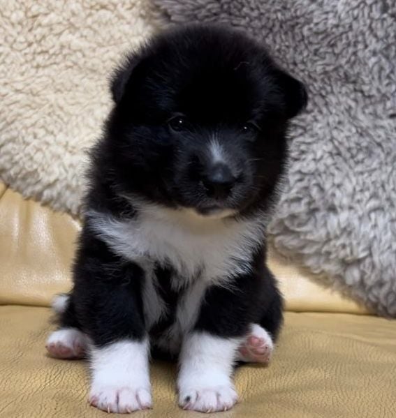 de la Couvélie - Des chiots Ours de Carelie dans la Drôme