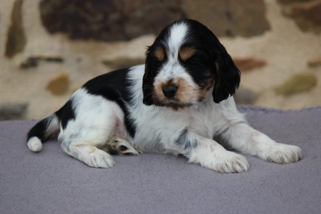 des Landes d'Araize - Cocker Spaniel Anglais - Portée née le 16/02/2018