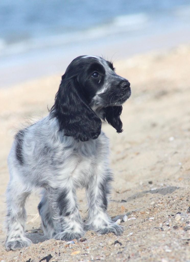 des Landes d'Araize - Cocker Spaniel Anglais - Portée née le 13/05/2022