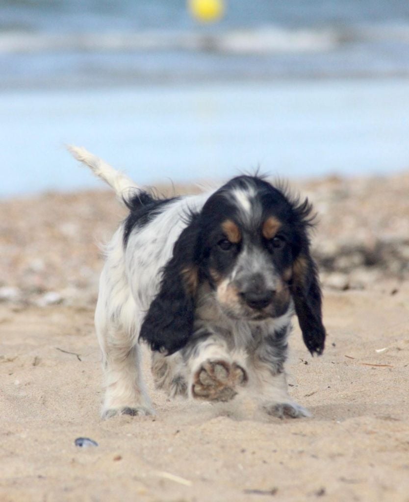 des Landes d'Araize - Cocker Spaniel Anglais - Portée née le 21/05/2022