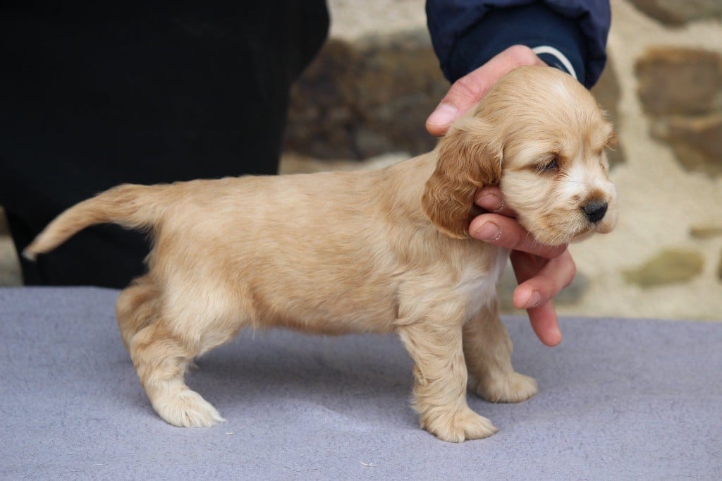 des Landes d'Araize - Cocker Spaniel Anglais - Portée née le 13/02/2018