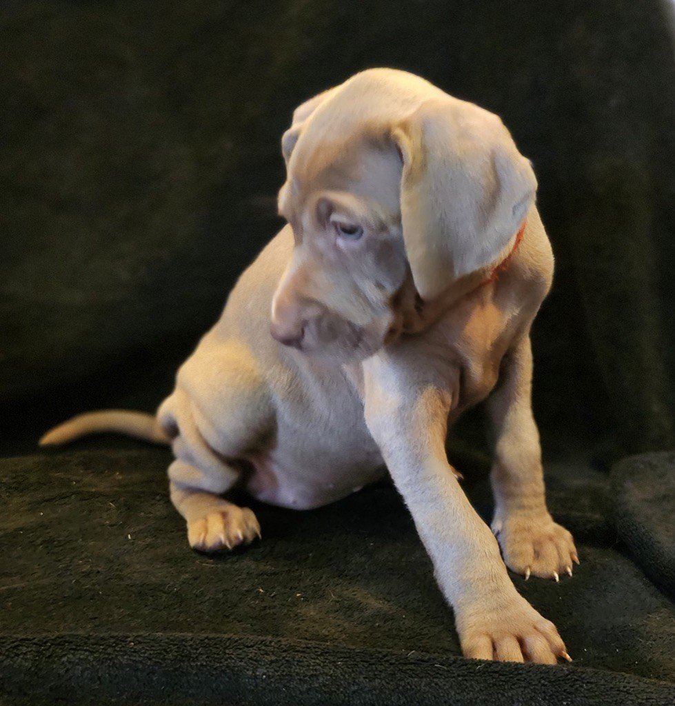 des Terres de la Magone - Chiots disponibles - Braque de Weimar