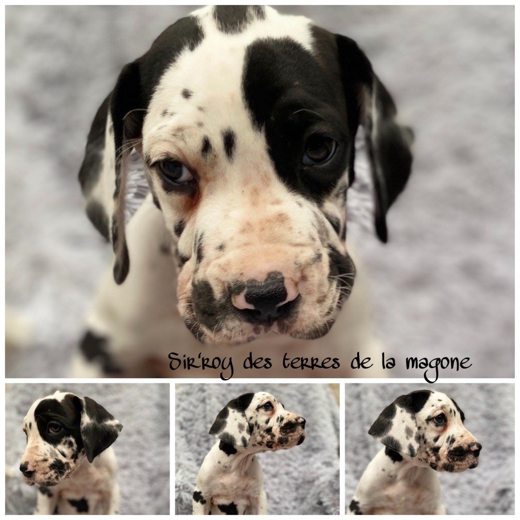 des Terres de la Magone - Chiots disponibles - Dogue allemand